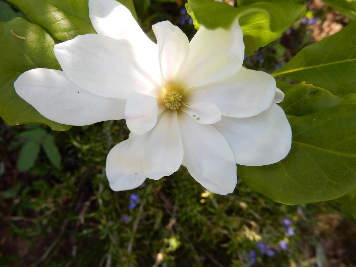 stellata
